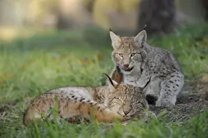 Eurasian Lynx (Lynx lynx) one sleeping and one playful cub