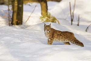 Eurasian lynx (Lynx lynx) in the snow in winter
