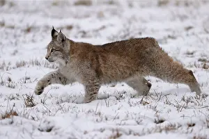 Eurasian lynx (Lynx lynx) in a snowy meadow