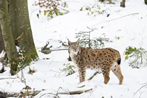 Eurasian lynx (Lynx lynx) standing in a forest in winter