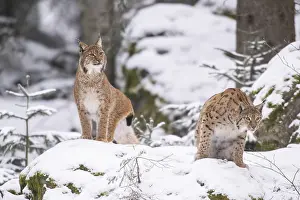 Eurasian lynx (Lynx lynx) standing in a forest in winter