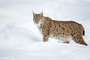 Eurasian Lynx (Lynx lynx) standing in the snow