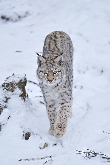Eurasian lynx (Lynx lynx) standing in the snow