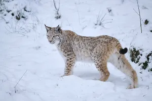 Eurasian lynx (Lynx lynx) standing in the snow