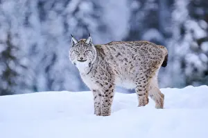 Eurasian lynx (Lynx lynx) standing in the snow