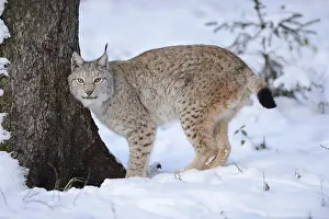 Eurasian lynx (Lynx lynx) standing in a snowy forest