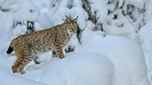 Eurasian lynx (Lynx lynx), standing on a snowy rise in the winter forest
