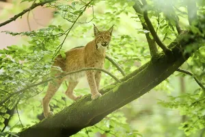 Eurasian lynx (Lynx lynx) standing on a tree in a forest