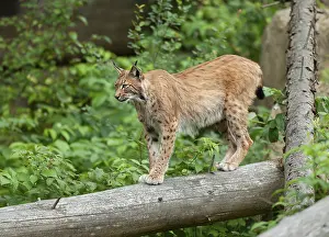 Eurasian lynx (Lynx lynx) standing on a tree trunk and looking attentively