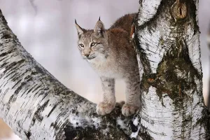 Eurasian lynx (Lynx lynx) on a tree in winter