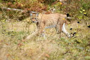 Eurasian Lynx (Lynx lynx) walking in an autumnal environment