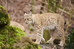 Eurasian lynx (Lynx lynx) walking through a forest