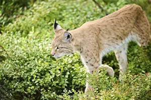 Eurasian lynx (Lynx lynx) walking through the forest