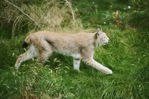 Eurasian lynx (Lynx lynx), walking on a meadow