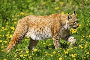 Eurasian lynx (Lynx lynx), walking on a meadow