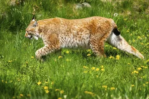 Eurasian lynx (Lynx lynx), walking on a meadow