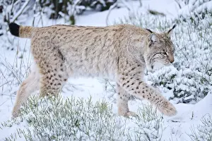 Eurasian lynx (Lynx lynx) walking in the snow