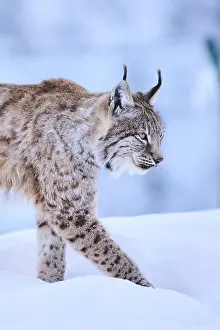 Eurasian lynx (Lynx lynx) walking in the snow