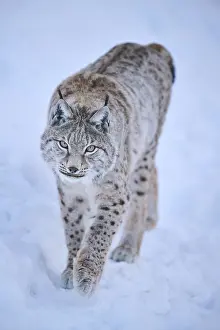 Eurasian lynx (Lynx lynx) walking in the snow