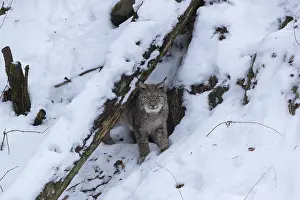 One Eurasian lynx, Lynx lynx, walking in snow covered forest on hilly ground