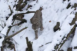 One Eurasian lynx, Lynx lynx, walking in snow covered forest on hilly ground