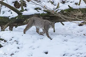 One Eurasian lynx, Lynx lynx, walking in snow covered forest on hilly ground