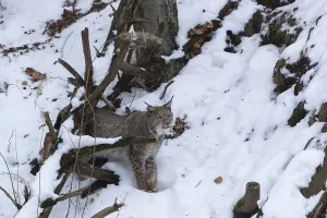 One Eurasian lynx, Lynx lynx, walking in snow covered forest on hilly ground