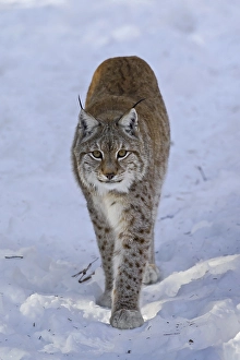 Eurasian lynx (Lynx lynx) walking in the snow in winter