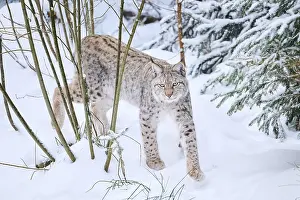 Eurasian lynx (Lynx lynx) walking in a snowy forest in winter