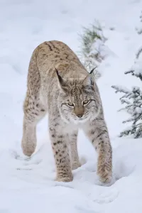 Eurasian lynx (Lynx lynx) walking in a snowy forest in winter