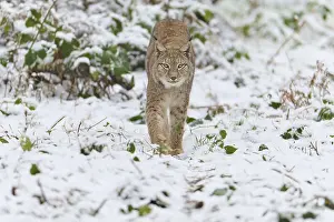 Eurasian lynx (Lynx lynx), walking through winter forest