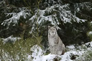 Eurasian lynx (Lynx lynx) in winter