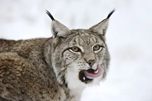 Eurasian lynx (Lynx lynx) in winter