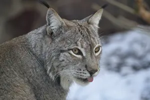 Eurasian lynx (Lynx lynx) in winter Lynx in winter