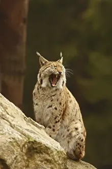 Eurasian Lynx (lynx lynx), yawning