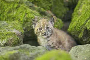 Eurasian lynx (Lynx lynx) youngster (cub) on a rock in a forest