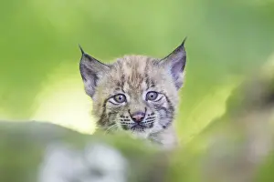 Eurasian lynx (Lynx lynx) youngster (cub) on a rock in a forest