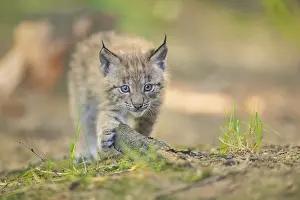 Eurasian lynx (Lynx lynx) youngster (cub) walking in a forest