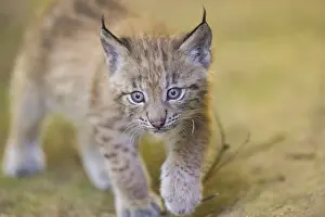 Eurasian lynx (Lynx lynx) youngster (cub) walking in a forest