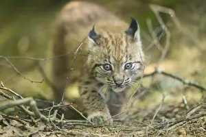 Eurasian lynx (Lynx lynx) youngster (cub) walkking in a forest