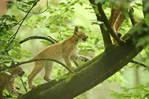 Eurasian lynx (Lynx lynx) youngster walking on a tree in a forest
