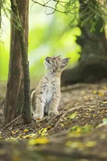 Eurasian lynx (Lynx lynx) youngsters (cub) sitting in a forest