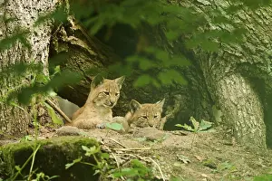 Eurasian lynx (Lynx lynx) youngsters lying in a forest