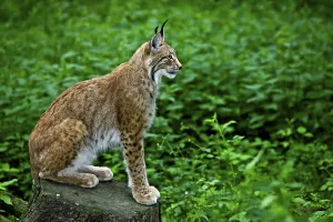 Eurasian Lynx or Northern Lynx (Lynx lynx)