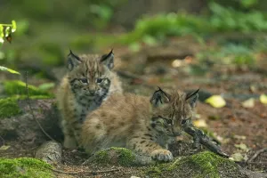 Eurasian lynx, northern lynx (Lynx lynx)