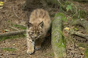 Eurasian lynx, northern lynx (Lynx lynx)