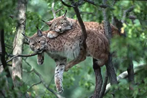 Eurasian lynxes (Lynx lynx)