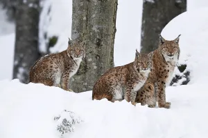 Eurasian lynxes (Lynx lynx), dam sits with cubs in the snow