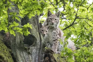 Two Eurasian Lynxes (Lynx lynx) on an old Pedunculate Oak or English Oak (Quercus robur)