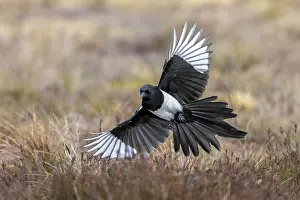 Eurasian magpie, common magpie (Pica pica) adult in flight